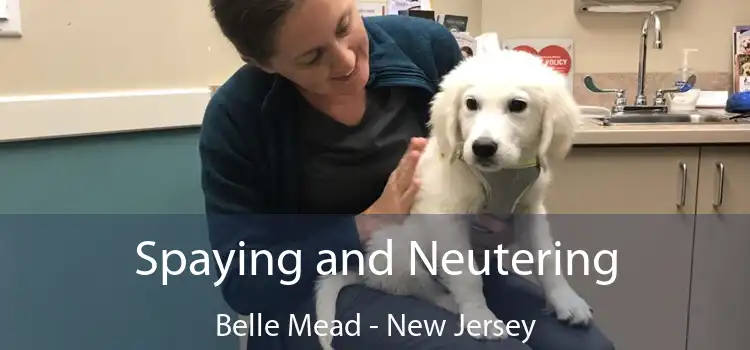 Spaying and Neutering Belle Mead - New Jersey