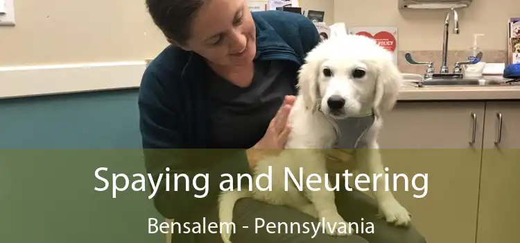 Spaying and Neutering Bensalem - Pennsylvania