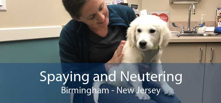 Spaying and Neutering Birmingham - New Jersey