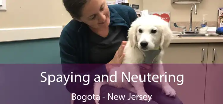 Spaying and Neutering Bogota - New Jersey