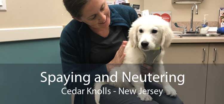 Spaying and Neutering Cedar Knolls - New Jersey