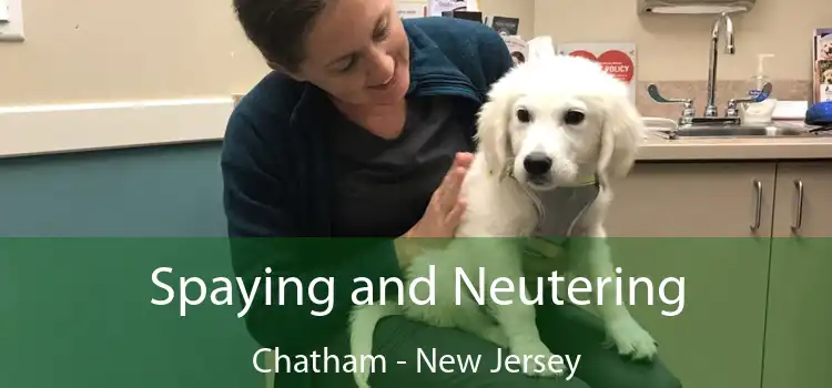 Spaying and Neutering Chatham - New Jersey