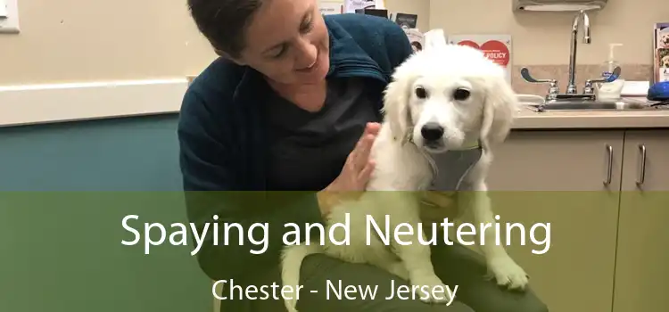 Spaying and Neutering Chester - New Jersey