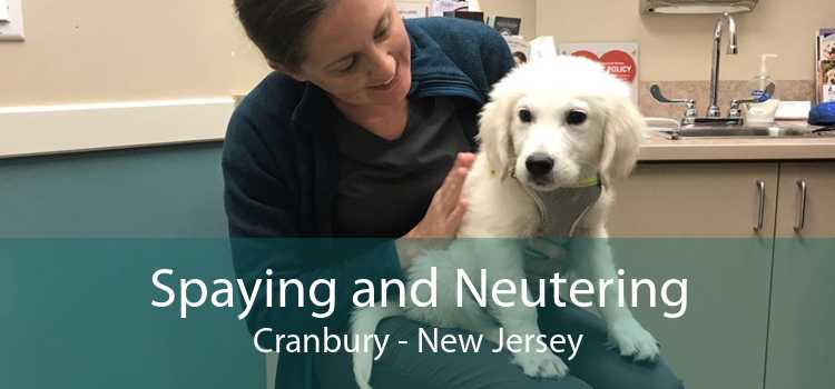 Spaying and Neutering Cranbury - New Jersey