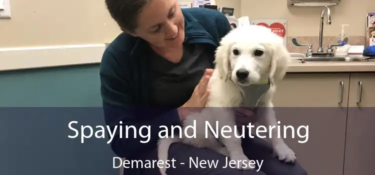 Spaying and Neutering Demarest - New Jersey