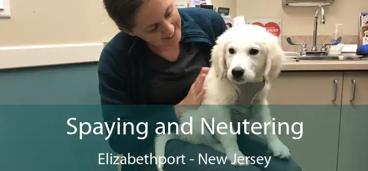 Spaying and Neutering Elizabethport - New Jersey