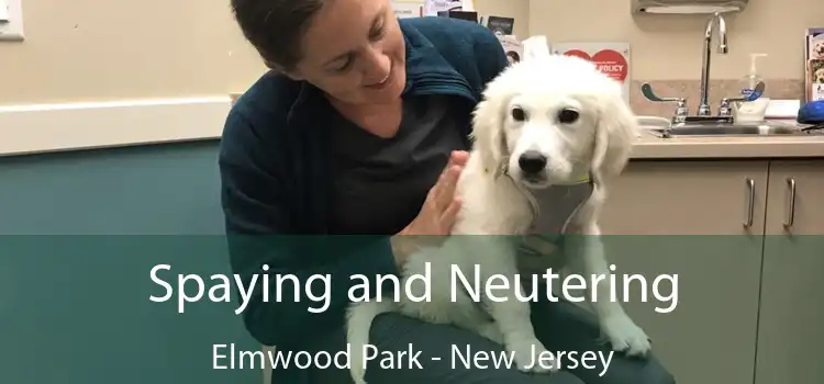 Spaying and Neutering Elmwood Park - New Jersey