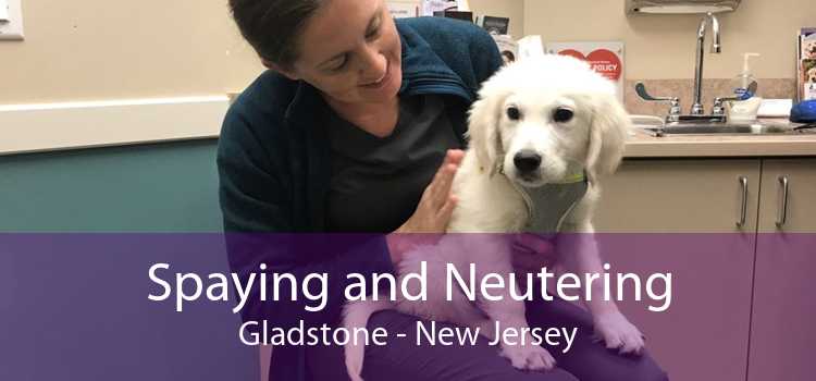 Spaying and Neutering Gladstone - New Jersey