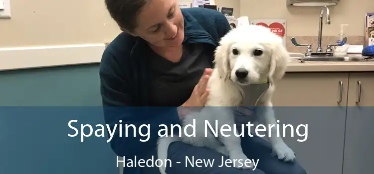 Spaying and Neutering Haledon - New Jersey