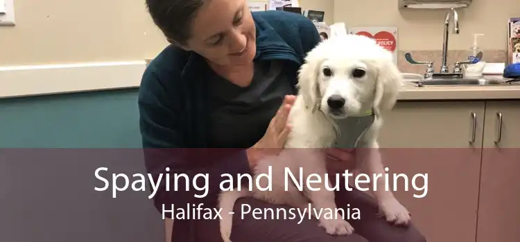 Spaying and Neutering Halifax - Pennsylvania