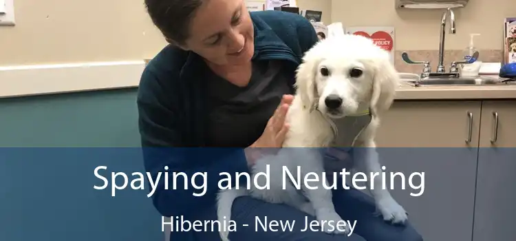 Spaying and Neutering Hibernia - New Jersey