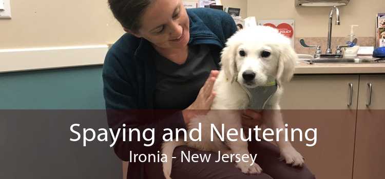 Spaying and Neutering Ironia - New Jersey