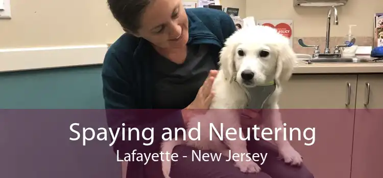 Spaying and Neutering Lafayette - New Jersey