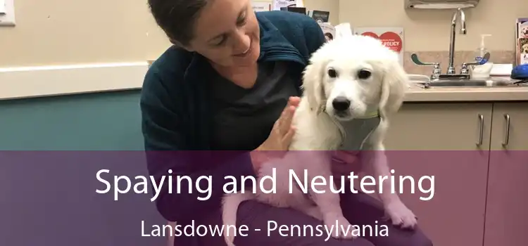 Spaying and Neutering Lansdowne - Pennsylvania