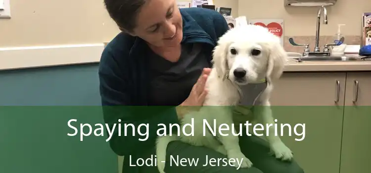 Spaying and Neutering Lodi - New Jersey