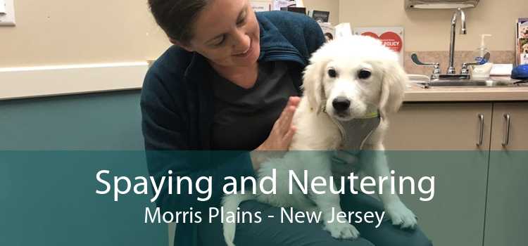 Spaying and Neutering Morris Plains - New Jersey