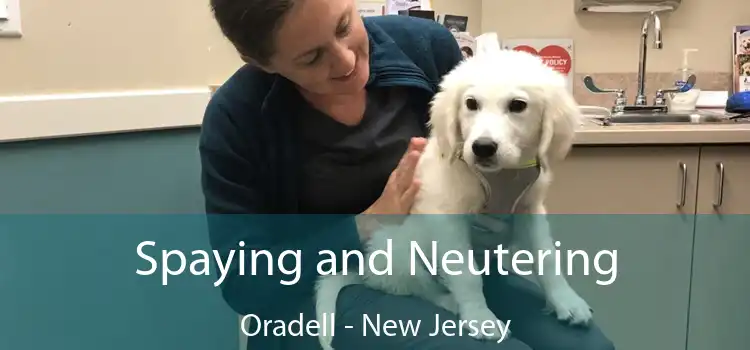 Spaying and Neutering Oradell - New Jersey