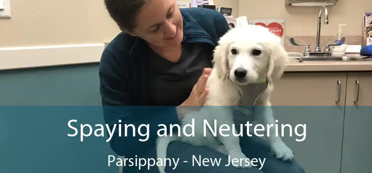 Spaying and Neutering Parsippany - New Jersey