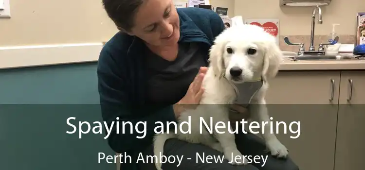 Spaying and Neutering Perth Amboy - New Jersey