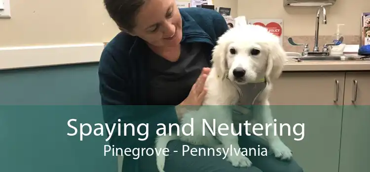 Spaying and Neutering Pinegrove - Pennsylvania