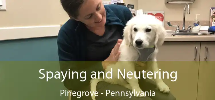 Spaying and Neutering Pinegrove - Pennsylvania