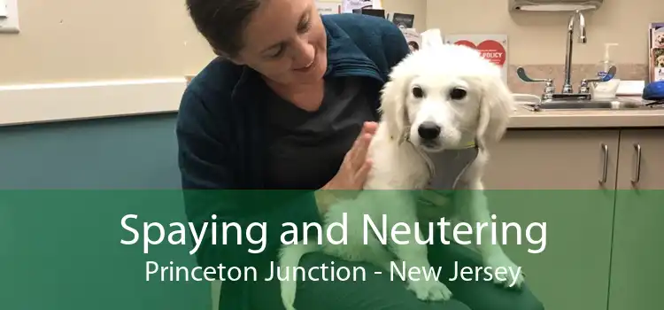 Spaying and Neutering Princeton Junction - New Jersey
