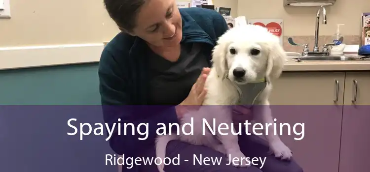 Spaying and Neutering Ridgewood - New Jersey