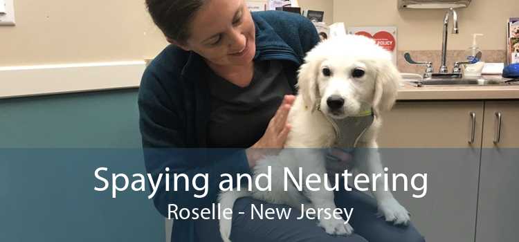 Spaying and Neutering Roselle - New Jersey