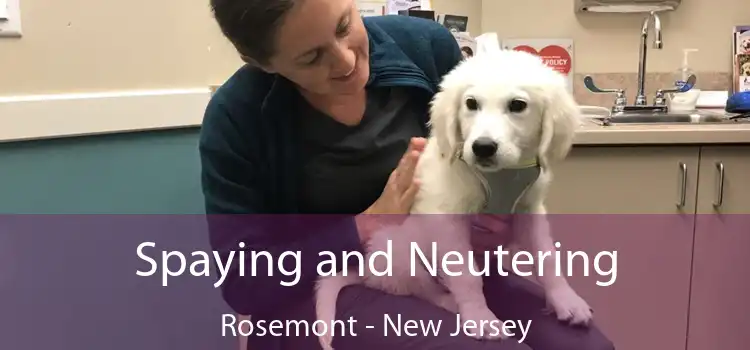 Spaying and Neutering Rosemont - New Jersey