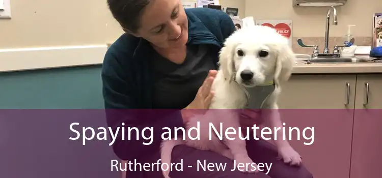 Spaying and Neutering Rutherford - New Jersey