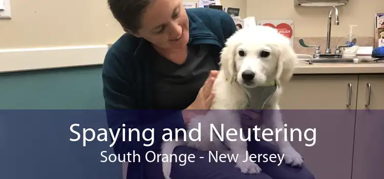 Spaying and Neutering South Orange - New Jersey