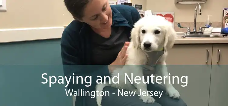 Spaying and Neutering Wallington - New Jersey