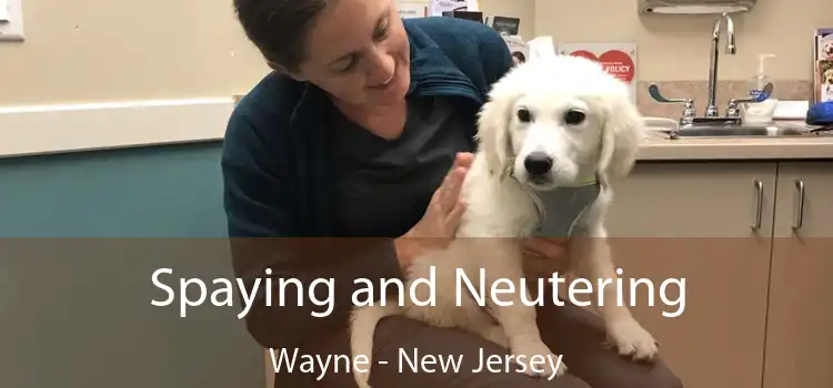 Spaying and Neutering Wayne - New Jersey