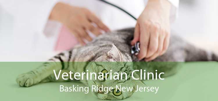 Veterinarian Clinic Basking Ridge New Jersey