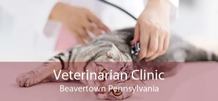 Veterinarian Clinic Beavertown Pennsylvania