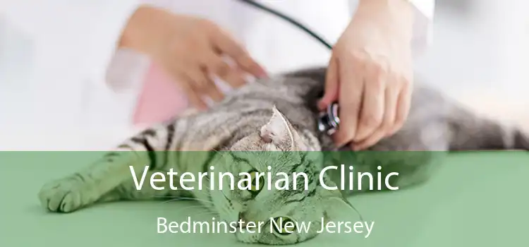 Veterinarian Clinic Bedminster New Jersey