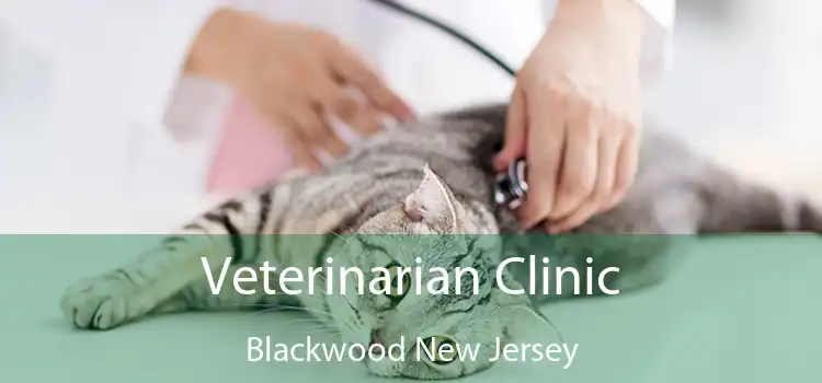 Veterinarian Clinic Blackwood New Jersey