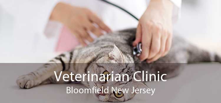 Veterinarian Clinic Bloomfield New Jersey