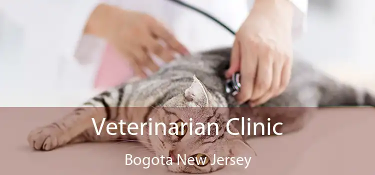 Veterinarian Clinic Bogota New Jersey