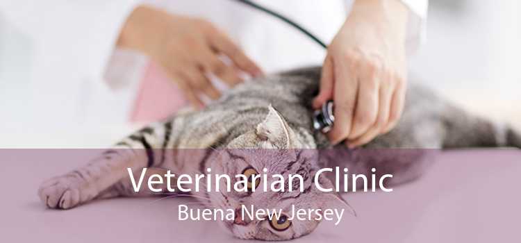Veterinarian Clinic Buena New Jersey