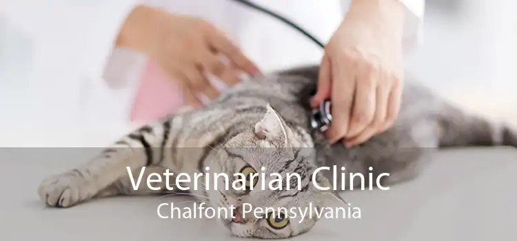 Veterinarian Clinic Chalfont Pennsylvania