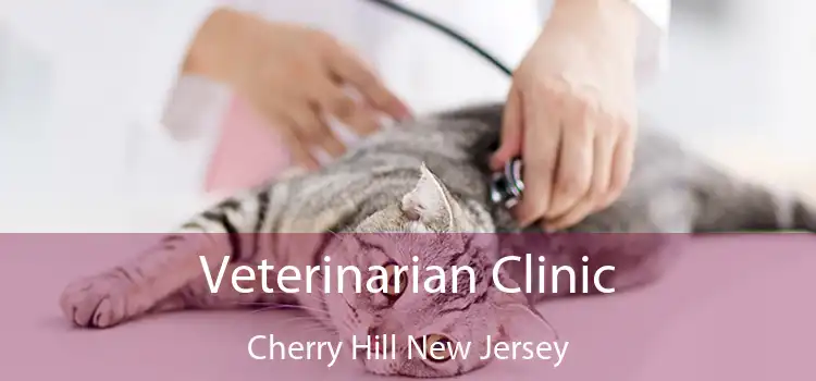 Veterinarian Clinic Cherry Hill New Jersey