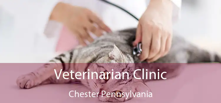 Veterinarian Clinic Chester Pennsylvania