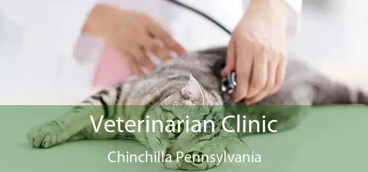 Veterinarian Clinic Chinchilla Pennsylvania