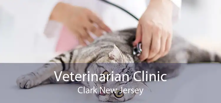 Veterinarian Clinic Clark New Jersey
