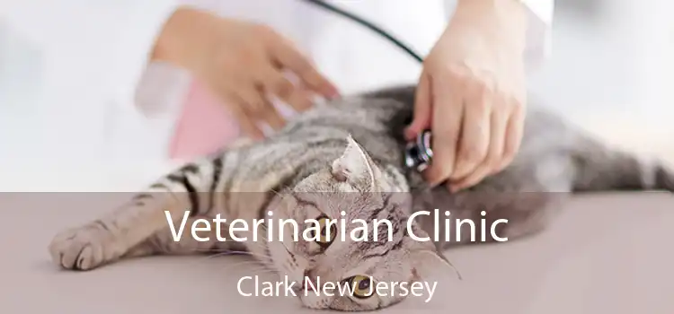 Veterinarian Clinic Clark New Jersey