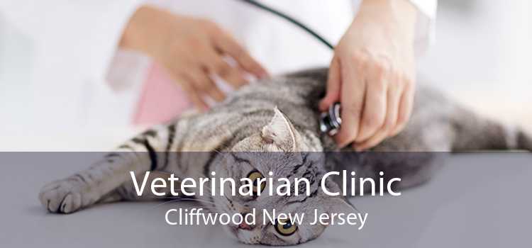 Veterinarian Clinic Cliffwood New Jersey