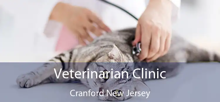 Veterinarian Clinic Cranford New Jersey