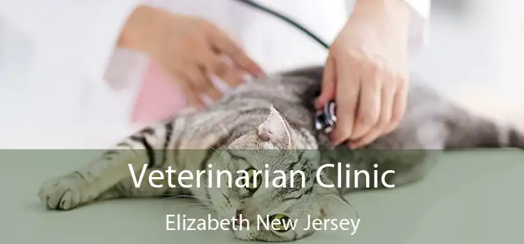 Veterinarian Clinic Elizabeth New Jersey