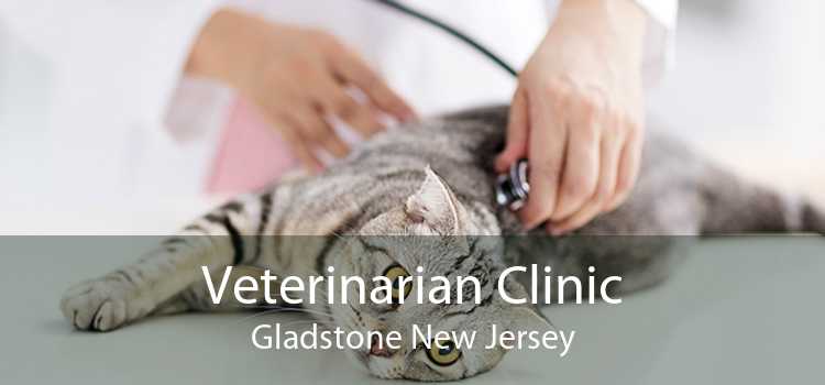 Veterinarian Clinic Gladstone New Jersey